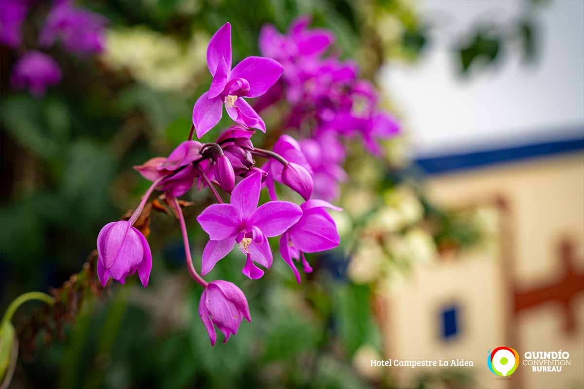 fotografias-18-quindio-convention-bureau-hotel-campestre-la-aldea